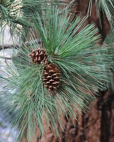 a pine cone hanging from a tree branch