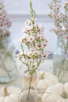 three vases with flowers in them sitting on a table next to white pumpkins