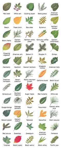 different types of leaves and their names