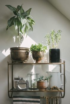 some plants are sitting on top of a shelf