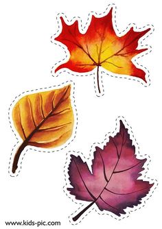 three autumn leaves are shown on a white background