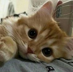 an orange cat laying on top of a bed