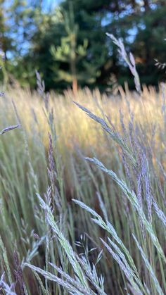 tall grass with trees in the background