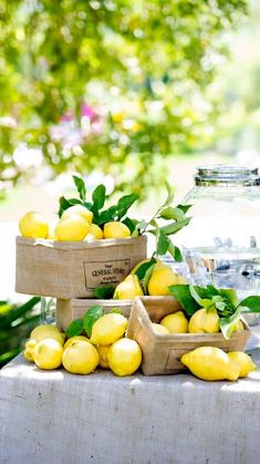 some lemons are sitting on a table with water in glass jars and green leaves