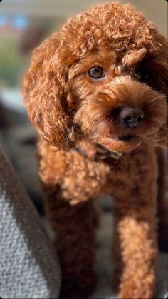 a small brown dog standing on top of a couch