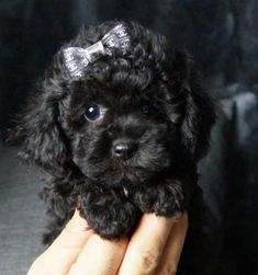 a small black dog with a bow on its head