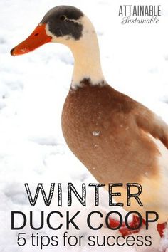 a duck standing in the snow with text overlay that reads winter duck coop 5 tips for success