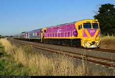 a yellow and purple train traveling down tracks next to tall grass on the side of a road