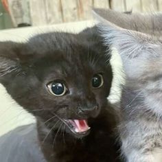 two kittens are sitting next to each other and one is yawning with its mouth open