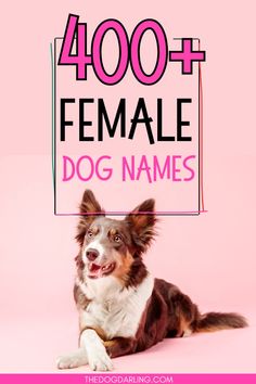 a dog sitting in front of a pink background with the words, 400 + female dog names