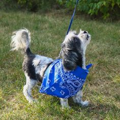 a small dog wearing a bandana and carrying a blue bag on a leash in the grass