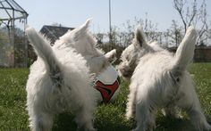 two small white dogs playing with a soccer ball