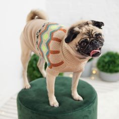 a small dog wearing a sweater on top of a green stool