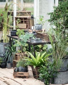 several potted plants on a wooden table in a garden area with other pots and containers