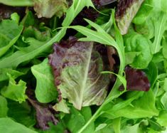 lettuce and other greens are mixed together