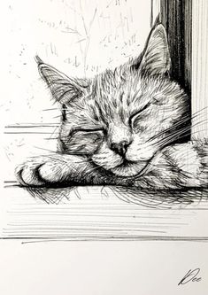 a black and white drawing of a cat sleeping on a window sill with its eyes closed