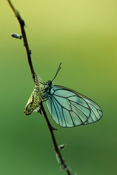 a blue and white butterfly resting on a twig