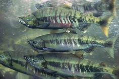 a group of fish swimming in the water