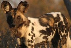 a spotted wild dog standing in tall grass