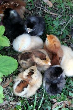 several small kittens are huddled together in the grass and leaves, with one laying down on the ground