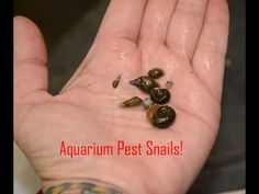 a hand with some rocks in it and the words aquarium pest snails written on it