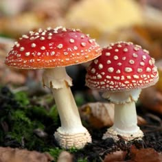 two red mushrooms with white dots on them