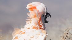 a large white and pink bird standing on top of dry grass