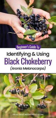 the beginner's guide to identifying and using black chokeberry aronia melanocapa