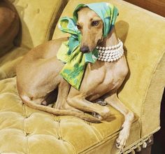 a brown dog wearing a green scarf sitting on top of a yellow chair with pearls around it's neck