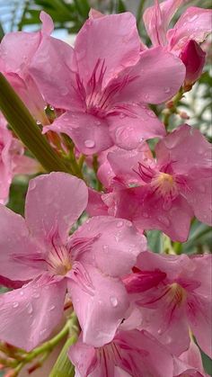 pink flowers with water droplets on them