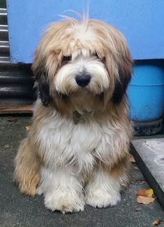 a small brown and white dog sitting in front of a blue wall with leaves on the ground