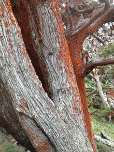 an old tree with red bark on it