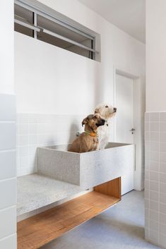 two dogs are sitting on the ledge in the bathroom