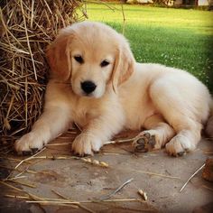 a golden retriever puppy laying on the ground next to a pile of dry grass