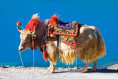 a yak standing on top of a sandy beach next to the ocean and blue sky