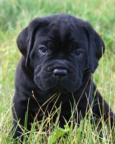 a black puppy is sitting in the grass