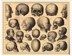 an image of human head and neck anatomy