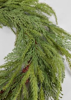 a close up of some green branches on a white surface