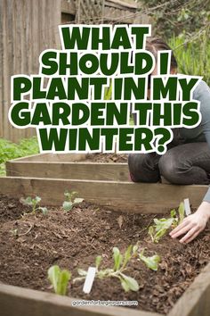 A gardener planting young vegetable seedlings in a raised garden bed during the winter season. Companion Planting Chart, Grow Flowers