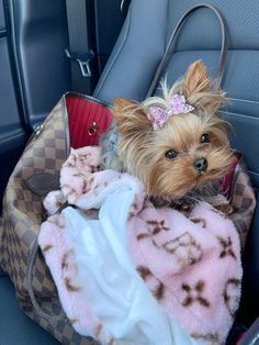 a small dog sitting in the back seat of a car with a blanket on it