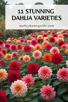 colorful flowers with the words 11 stunning dahlia varieties on it in front of them