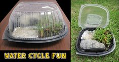 an image of water cycle fun with rocks and plants in the container on the grass