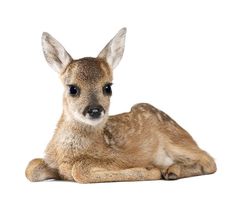 a baby deer wearing a pink bow laying on the ground in front of a white background