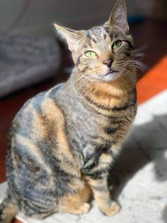 a cat sitting on the ground looking up