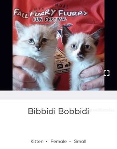 two white kittens being held in their arms by someone's hands with the caption, bibbidi bobbiai