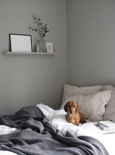 a brown dog laying on top of a bed next to pillows and blankets in a bedroom