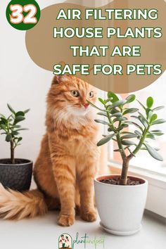 an orange cat sitting next to a potted plant with the caption saying, air filtering house plants that are safe for pets