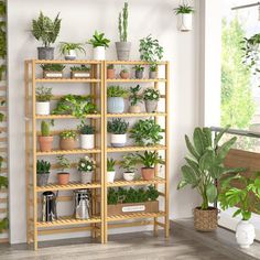 a room filled with lots of potted plants on shelves next to a wooden floor