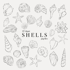 hand drawn shells and starfishs on a white background with the text shell's