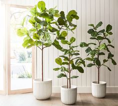 three potted plants sitting next to each other on a wooden floor in front of a window